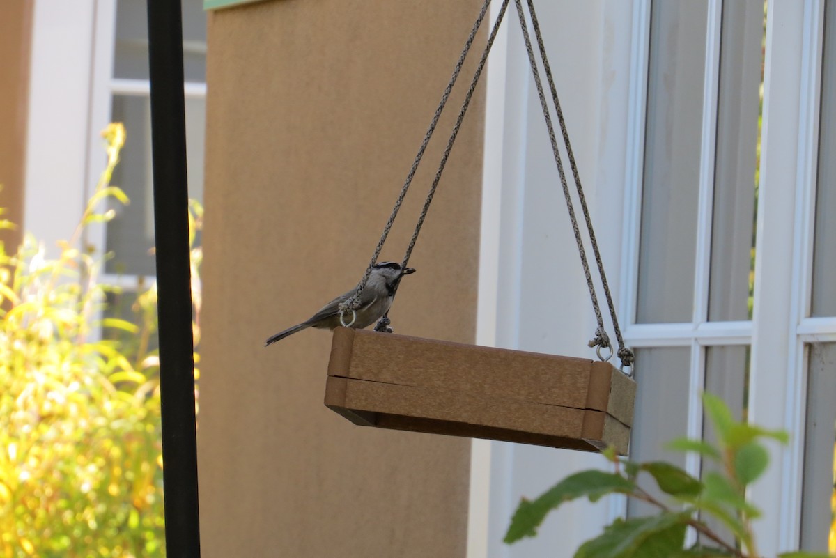 Mésange de Gambel - ML642883903