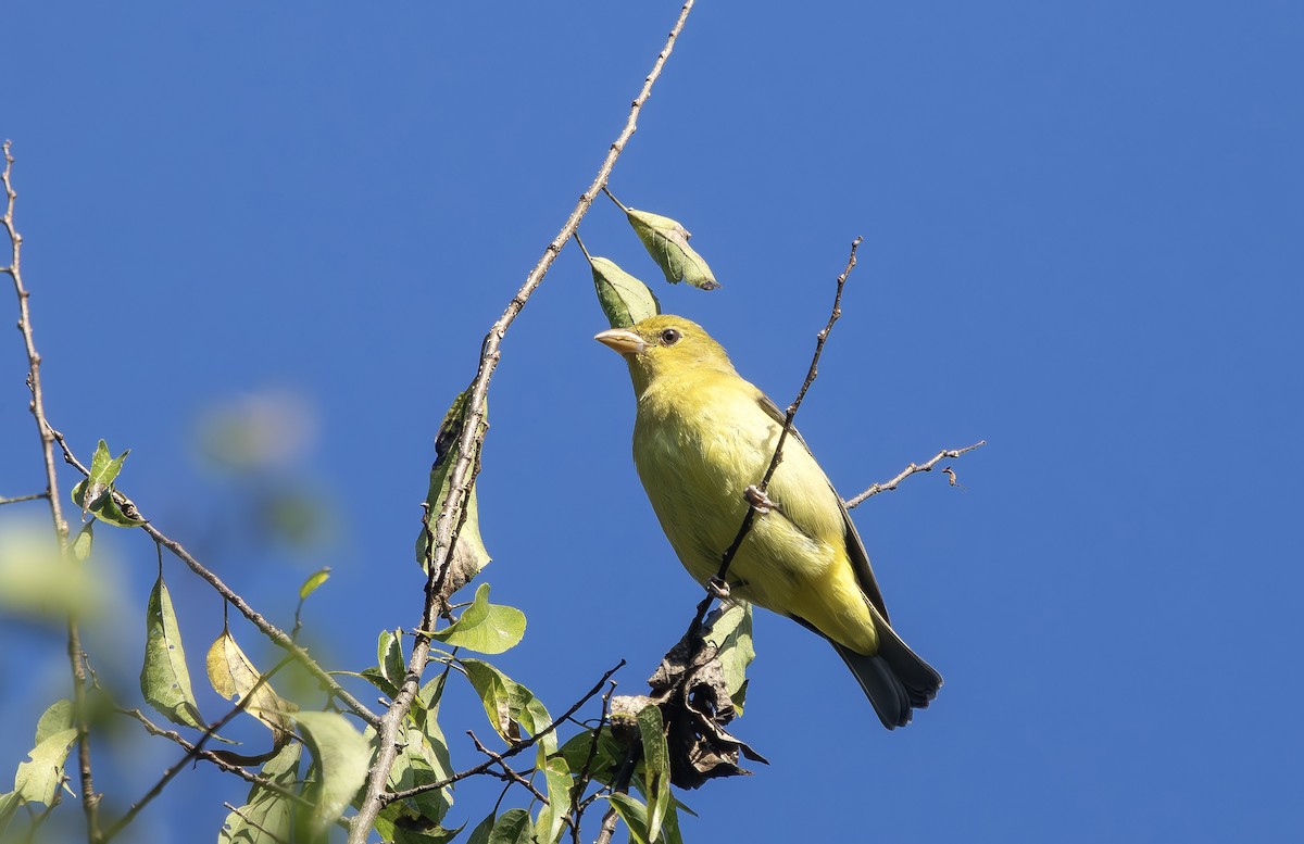 Scarlet Tanager - ML642883942