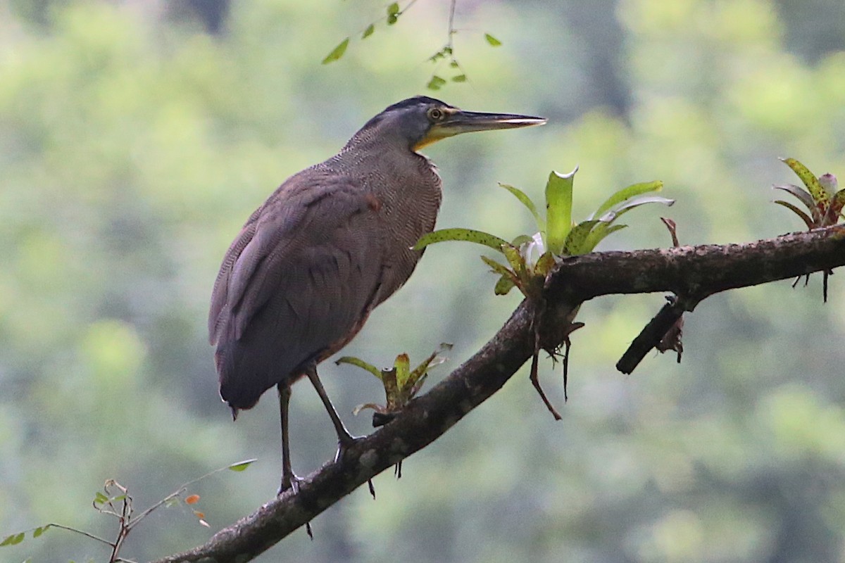 Bare-throated Tiger-Heron - ML642883960