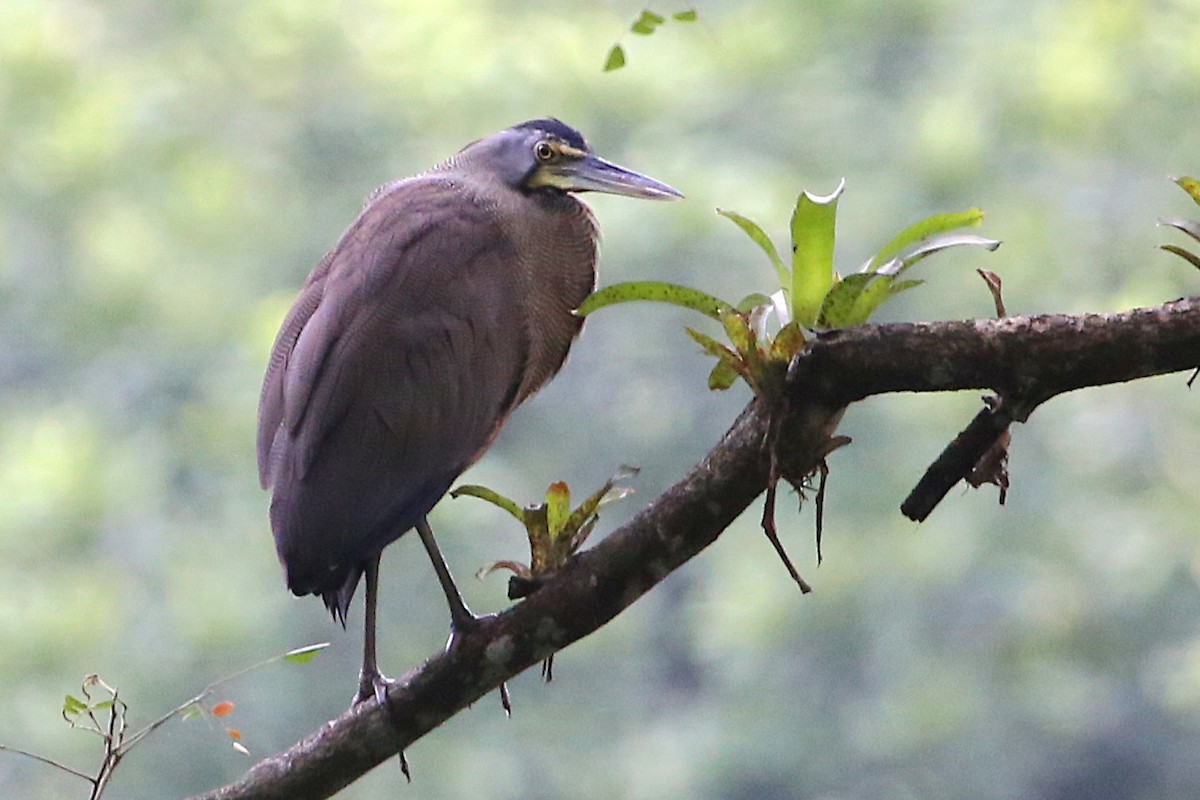 Bare-throated Tiger-Heron - ML642883961