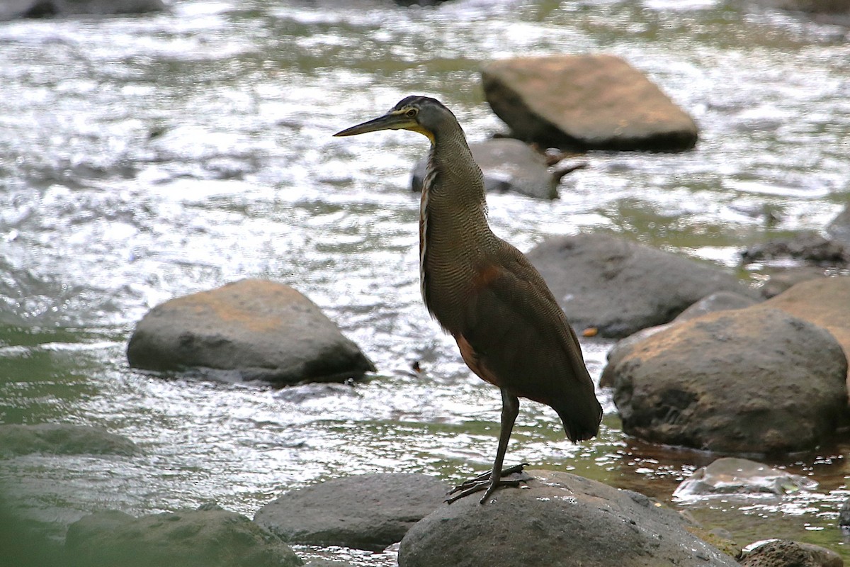 Bare-throated Tiger-Heron - ML642883962