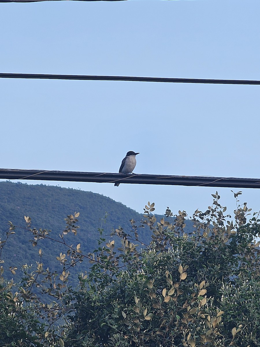 Loggerhead Kingbird - ML642884024