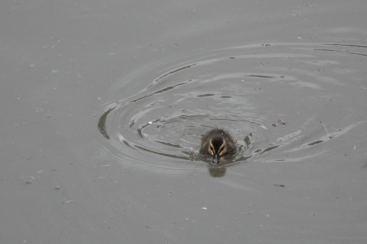 Pacific Black Duck - ML642884031