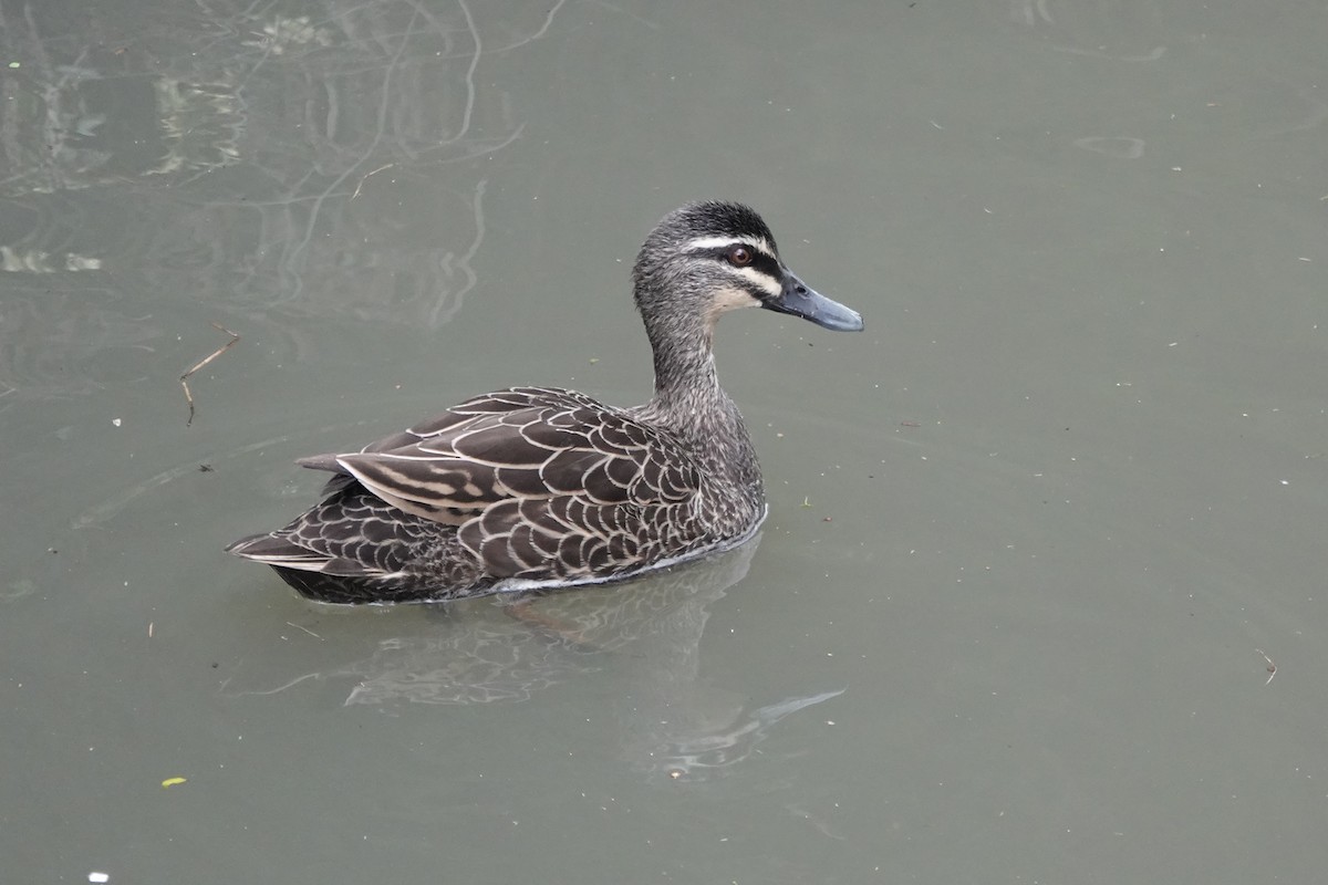 Pacific Black Duck - ML642884032