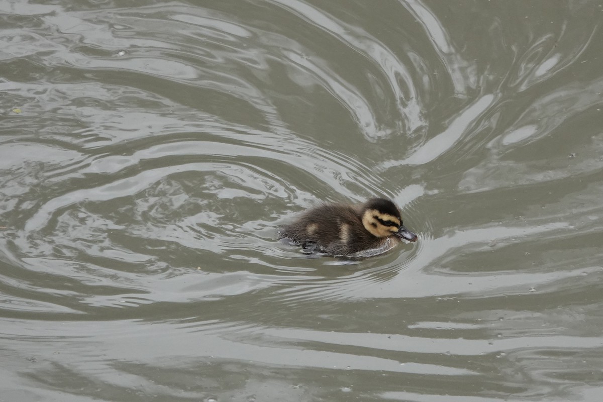 Pacific Black Duck - ML642884033