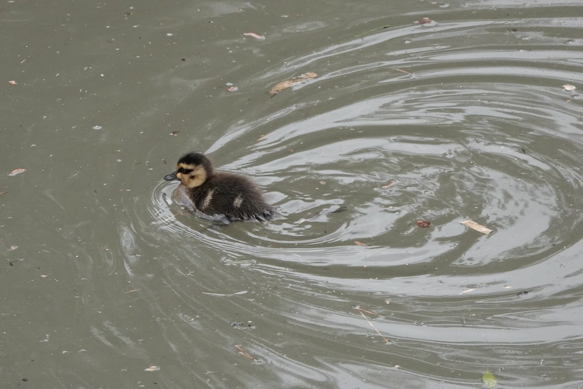 Pacific Black Duck - ML642884034