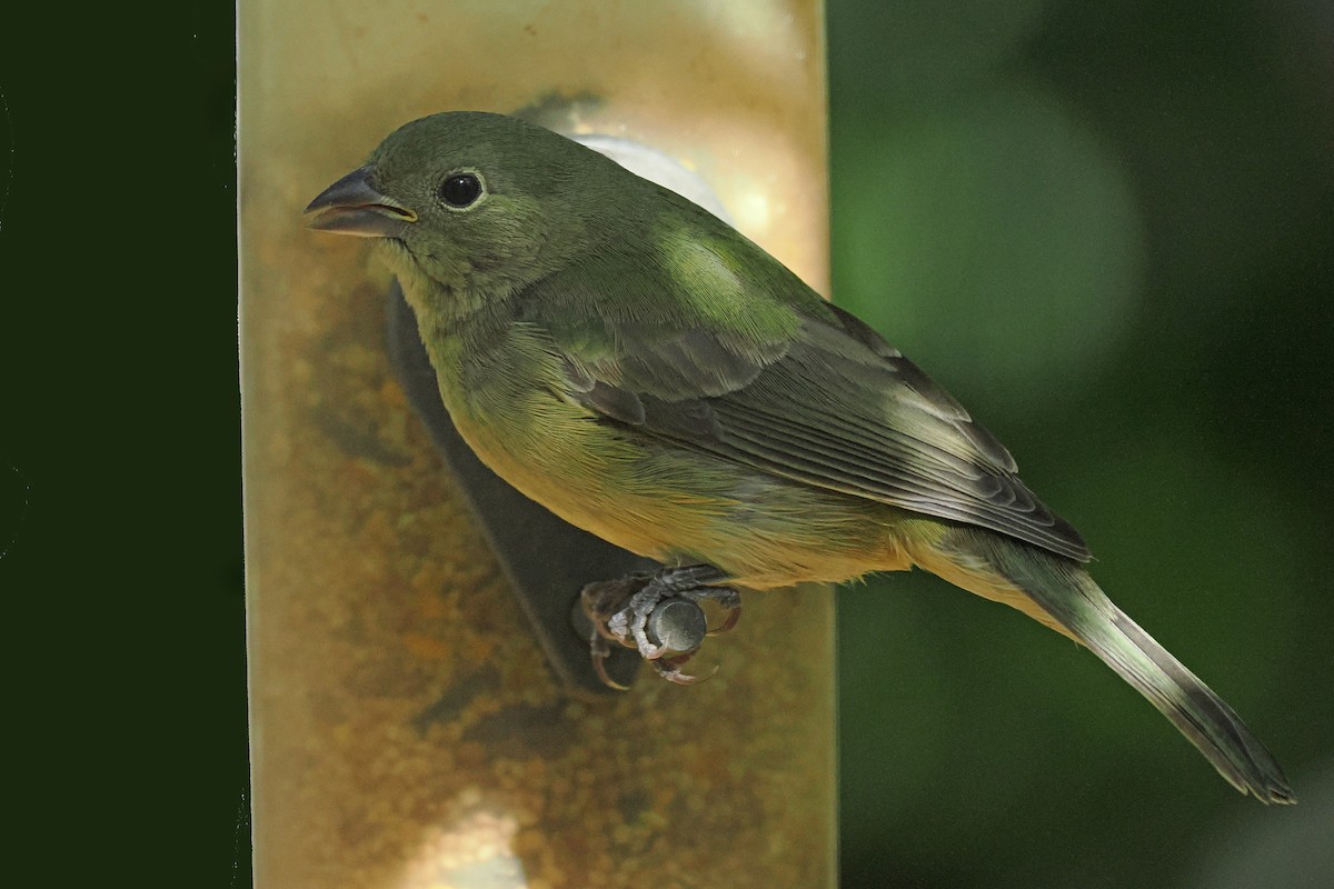 Painted Bunting - ML642884041