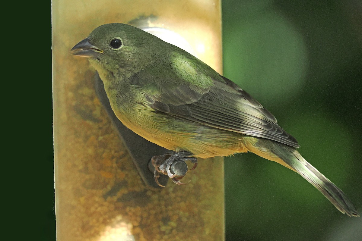 Painted Bunting - ML642884042