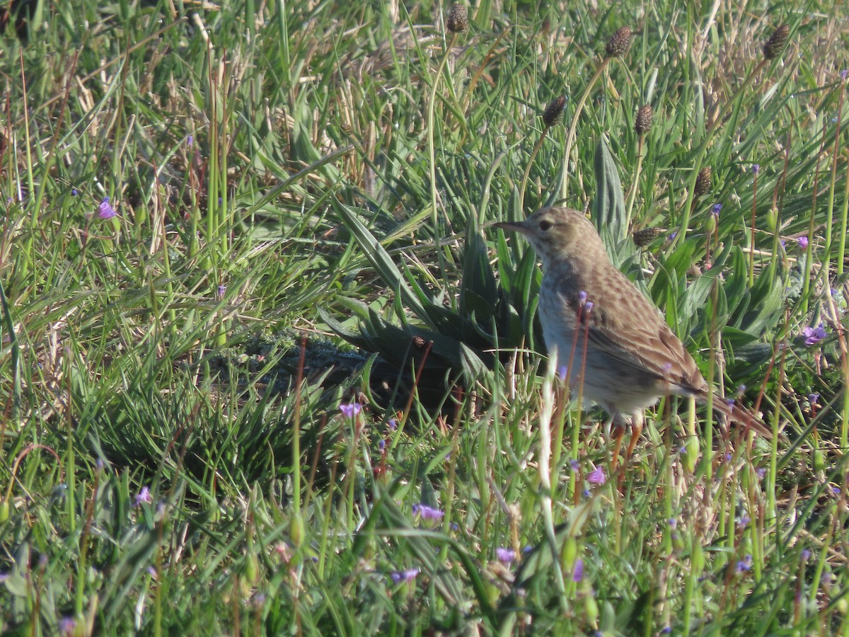 Australian Pipit - ML642884044