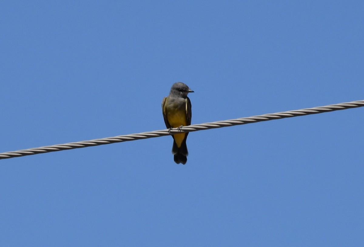 Cassin's Kingbird - ML642884093