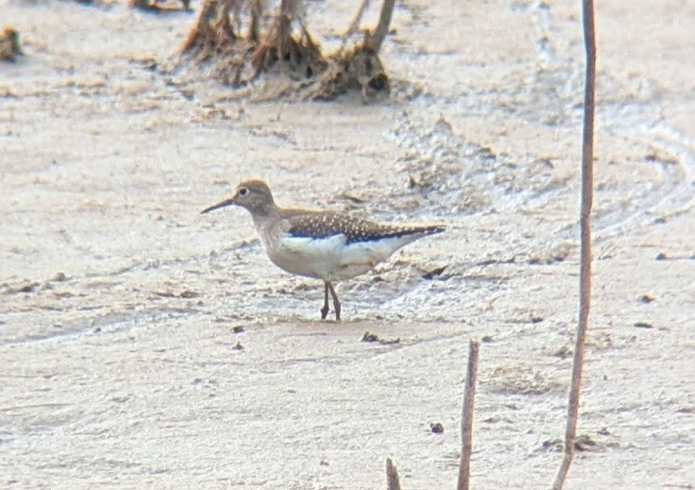 eremittsnipe - ML642884125