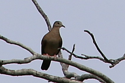 kaneldue - ML642884132