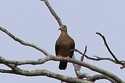 kaneldue - ML642884133