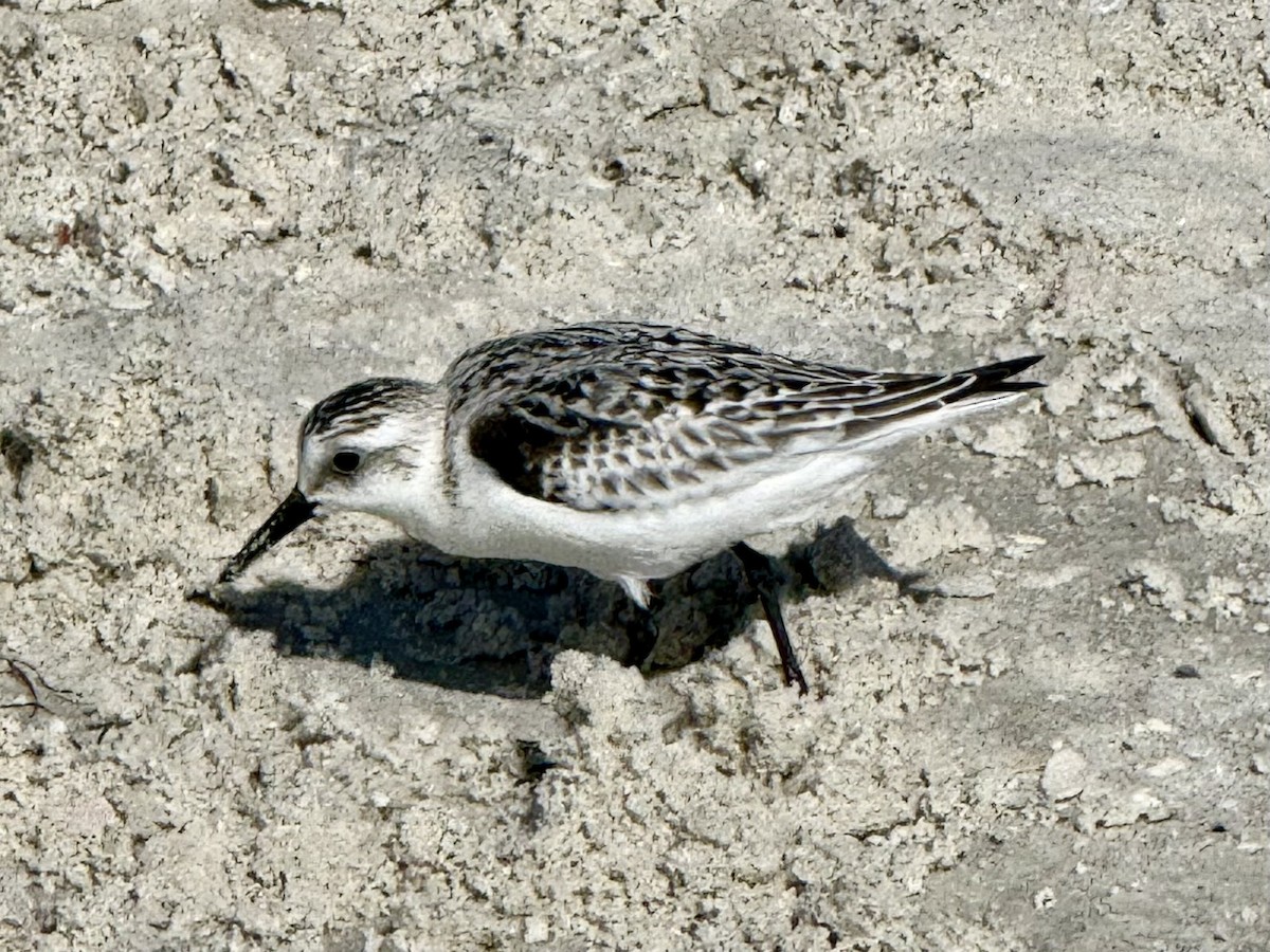 sandløper - ML642884139