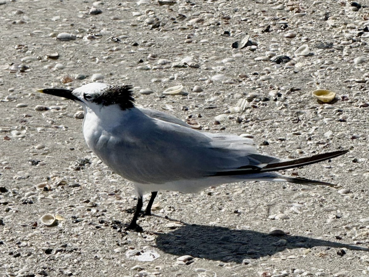 splitterne - ML642884147