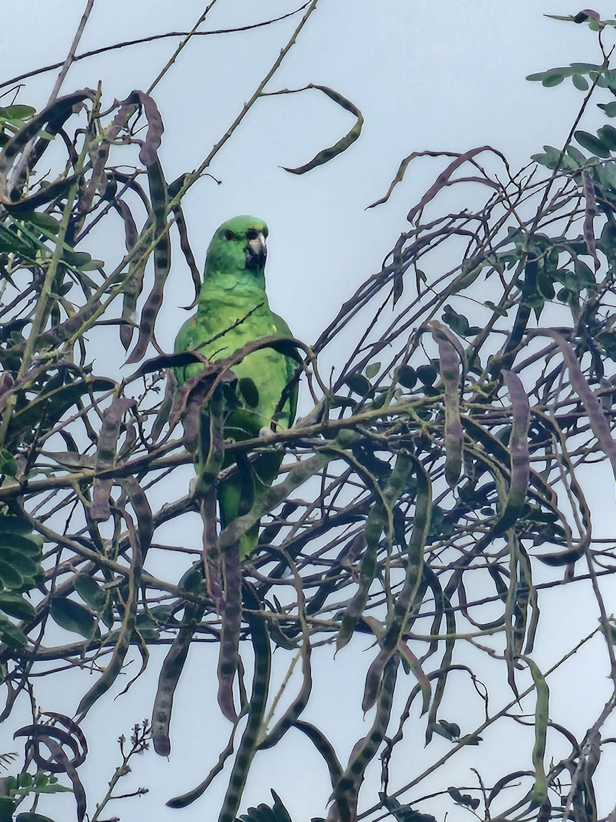 Yellow-naped Amazon - ML642884160