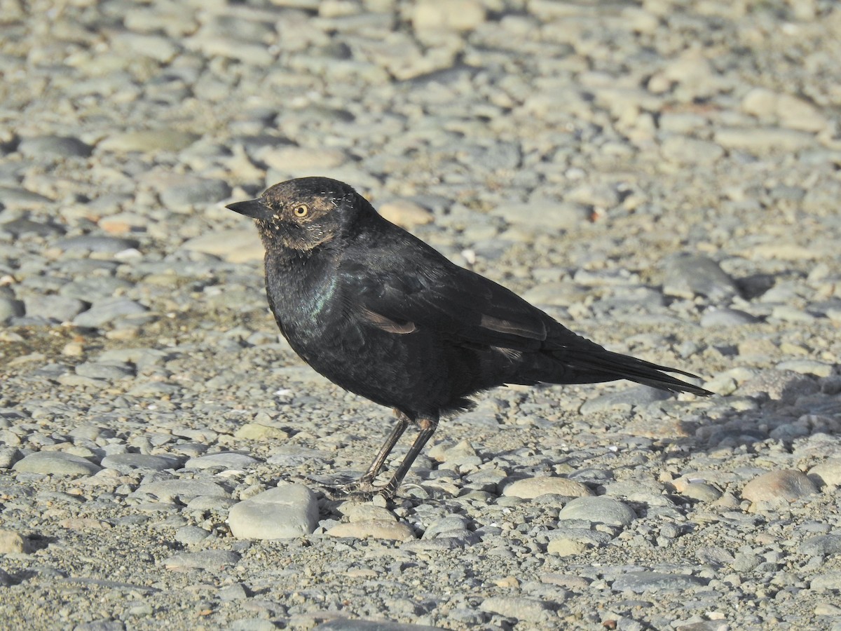 purpurhodetrupial - ML642884161