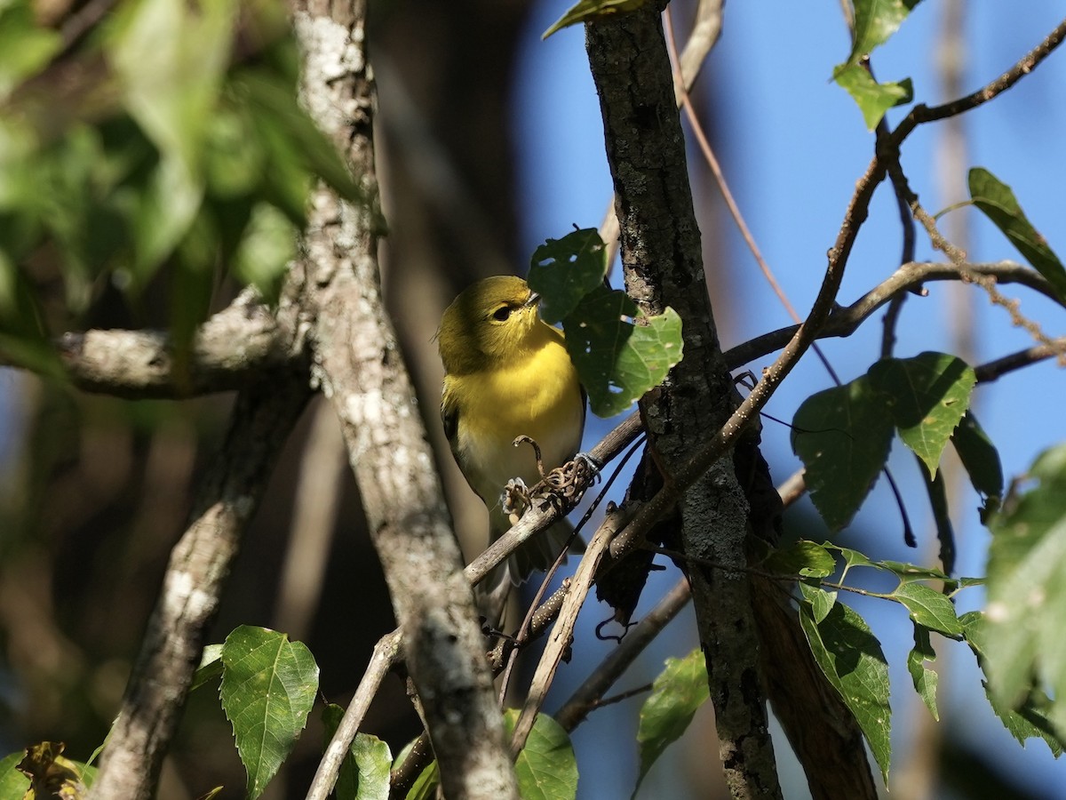 Yellow-throated Vireo - ML642884181