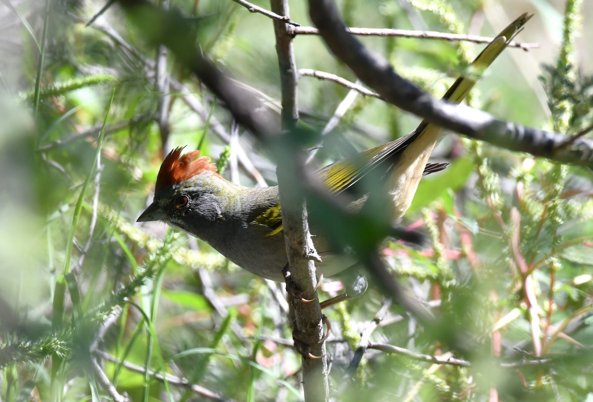 Green-tailed Towhee - ML642884182