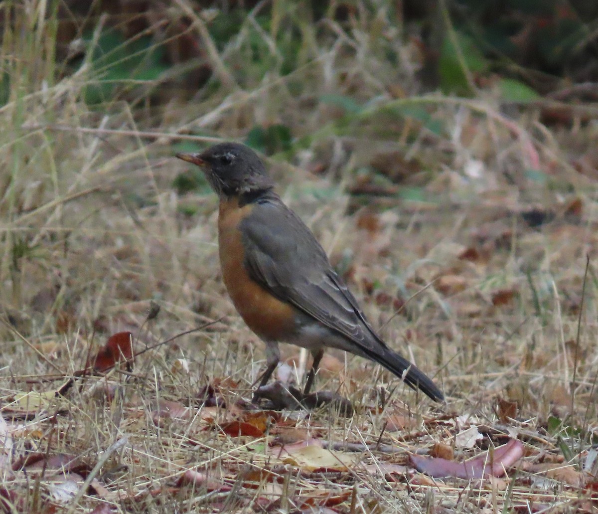 American Robin - ML642884196