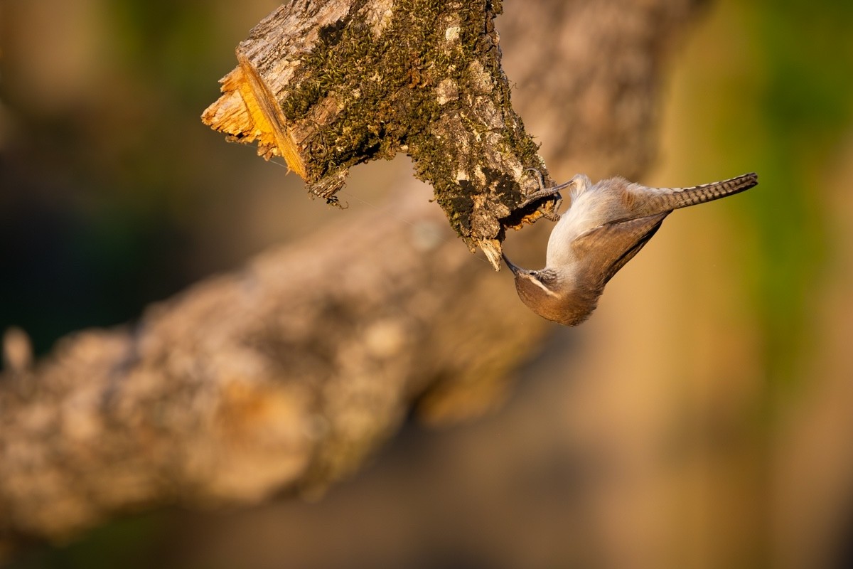 Bewick's Wren - ML642884213