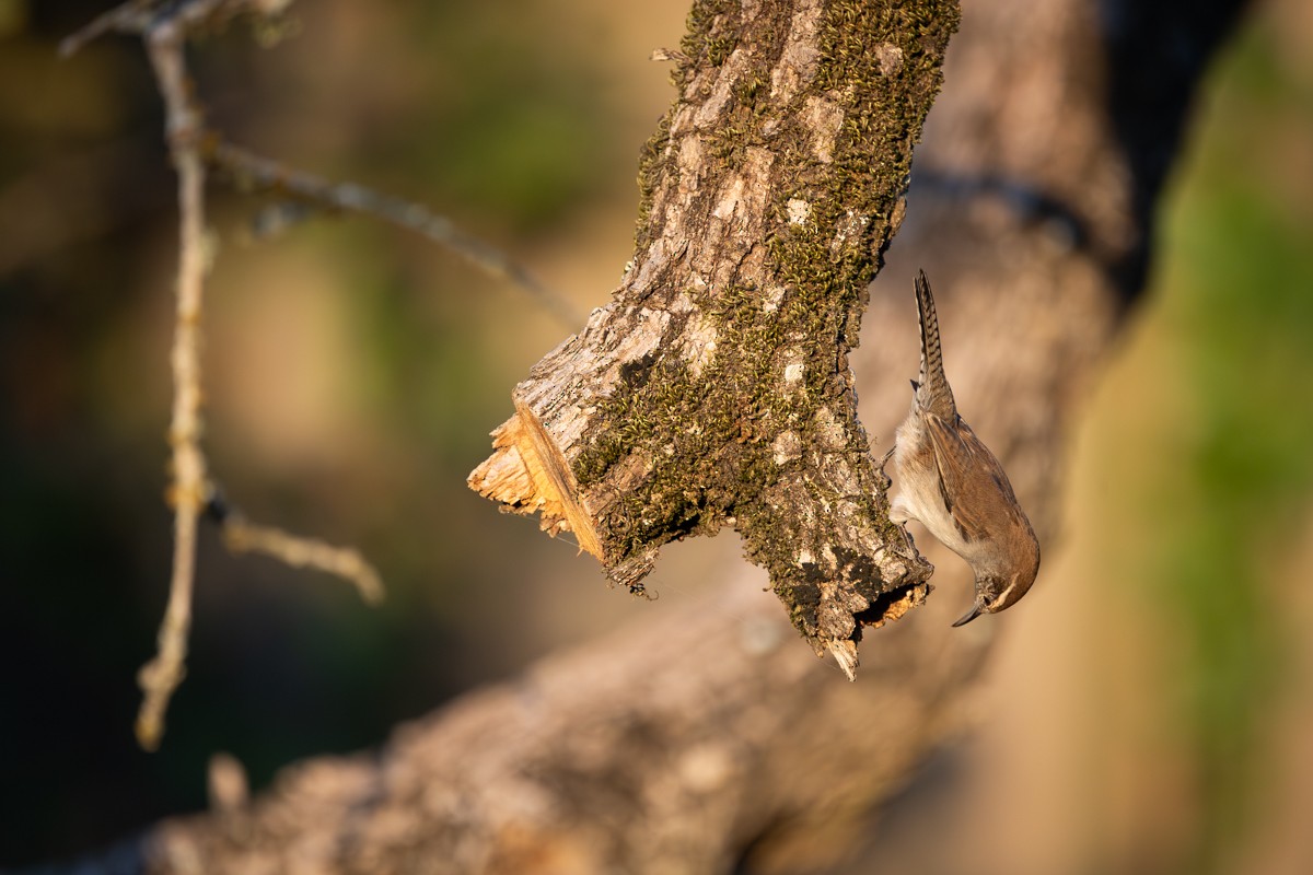 Bewick's Wren - ML642884214