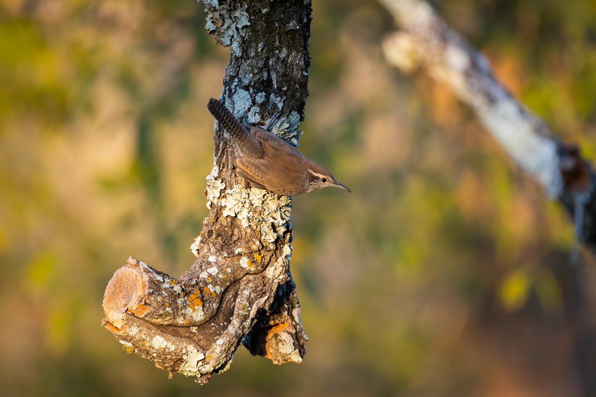 Bewick's Wren - ML642884215