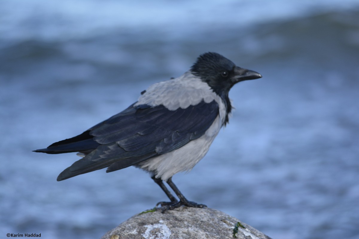 Hooded Crow - ML642884223