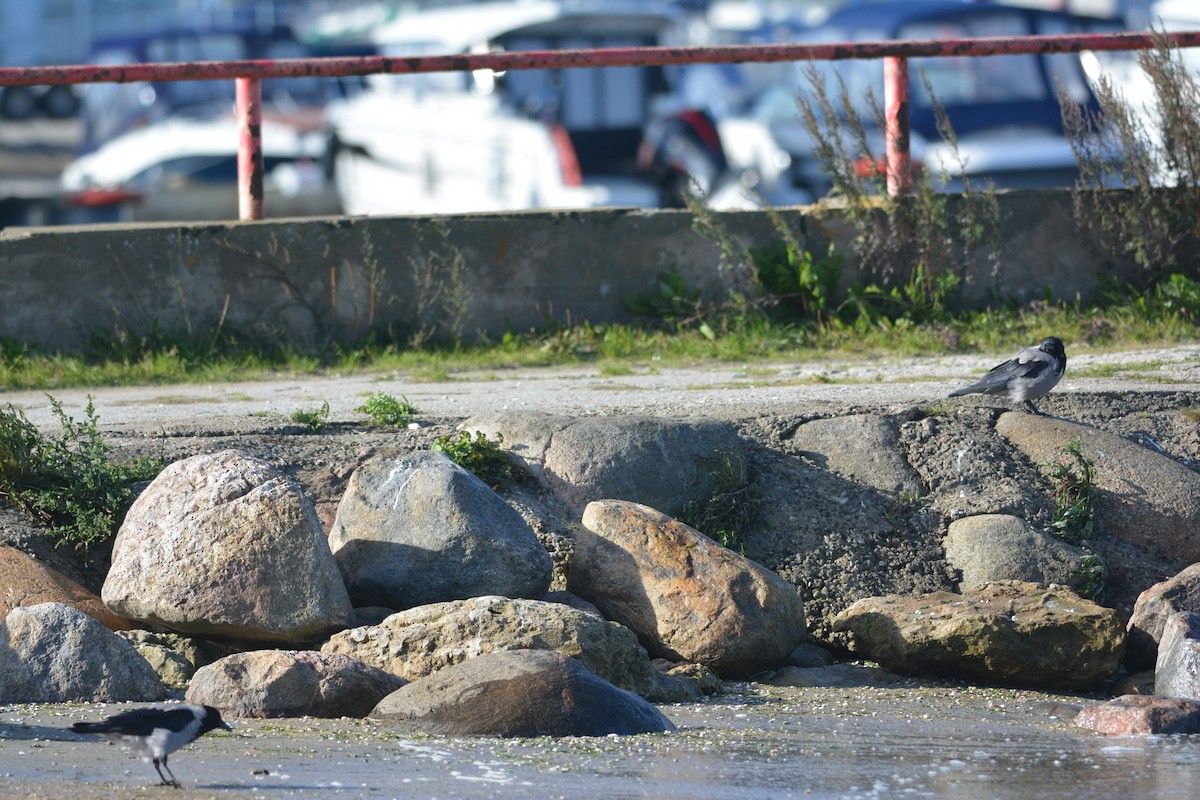 Hooded Crow - ML642884224