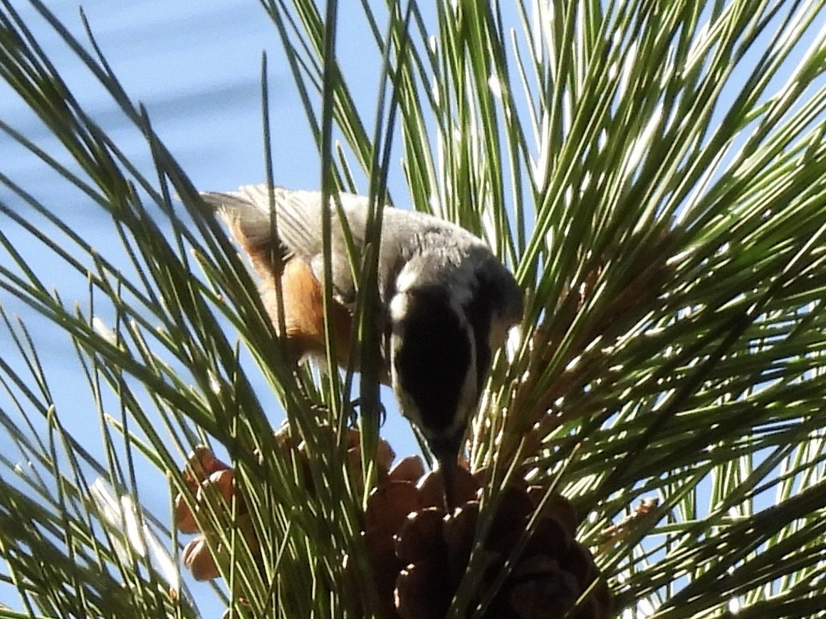 Red-breasted Nuthatch - ML642884225
