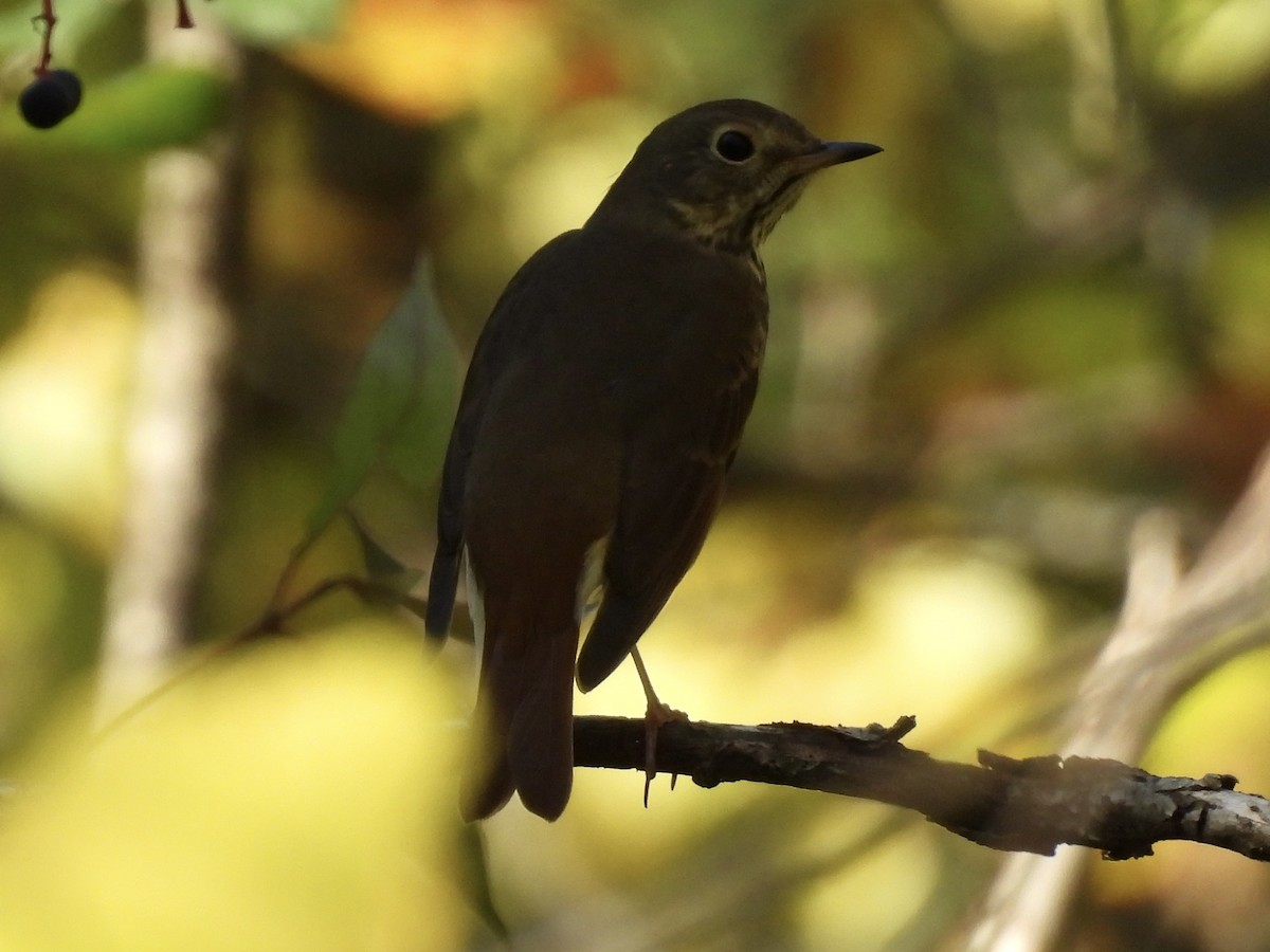 Hermit Thrush - ML642884230
