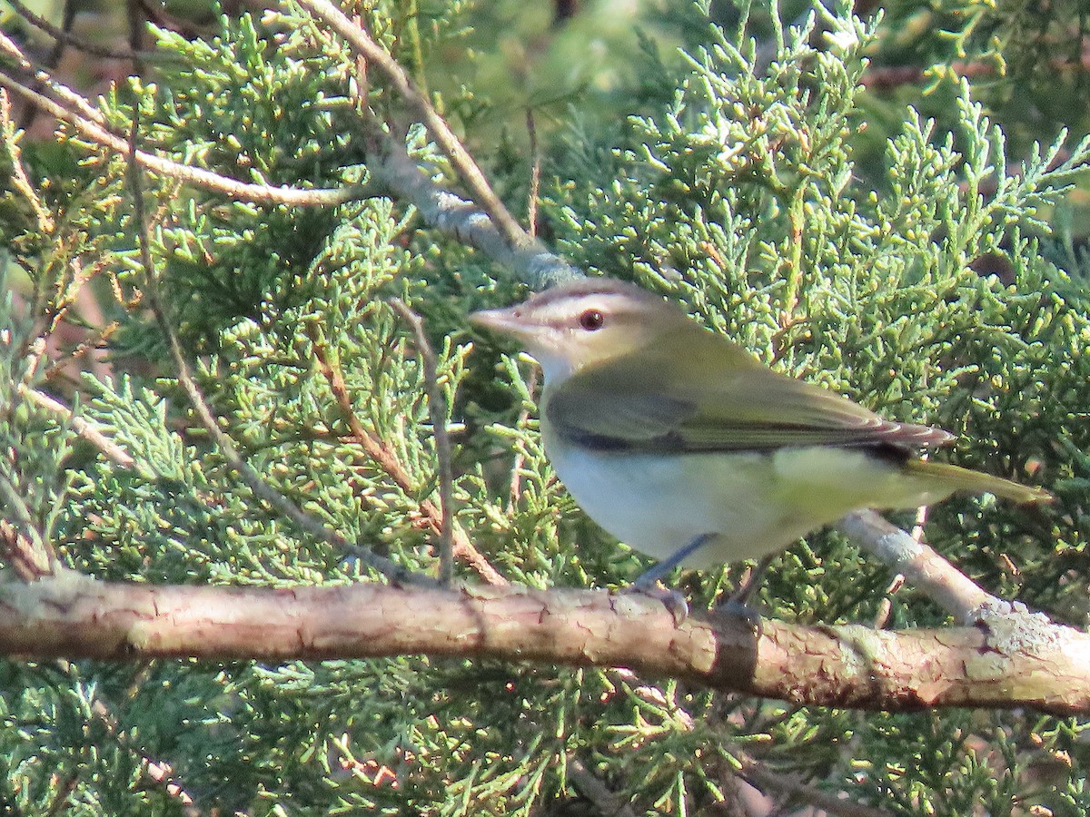 Red-eyed Vireo - ML642884232
