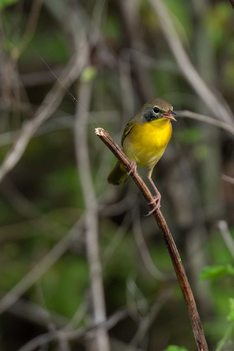 Common Yellowthroat - ML642884233