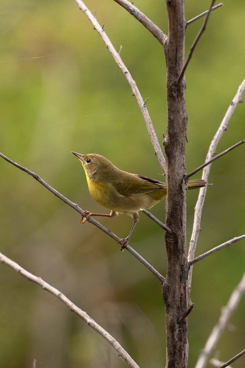 Common Yellowthroat - ML642884234