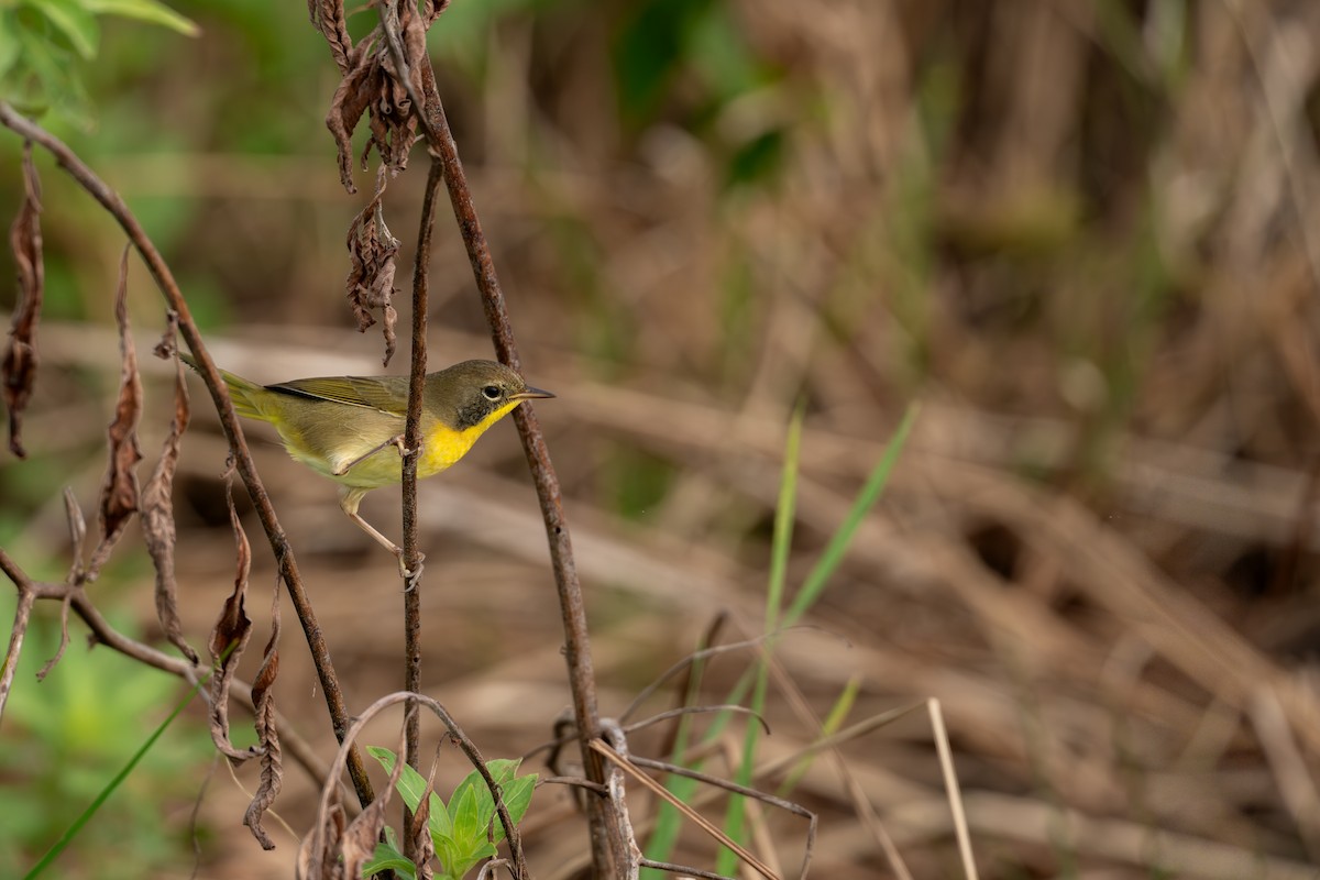 Common Yellowthroat - ML642884235