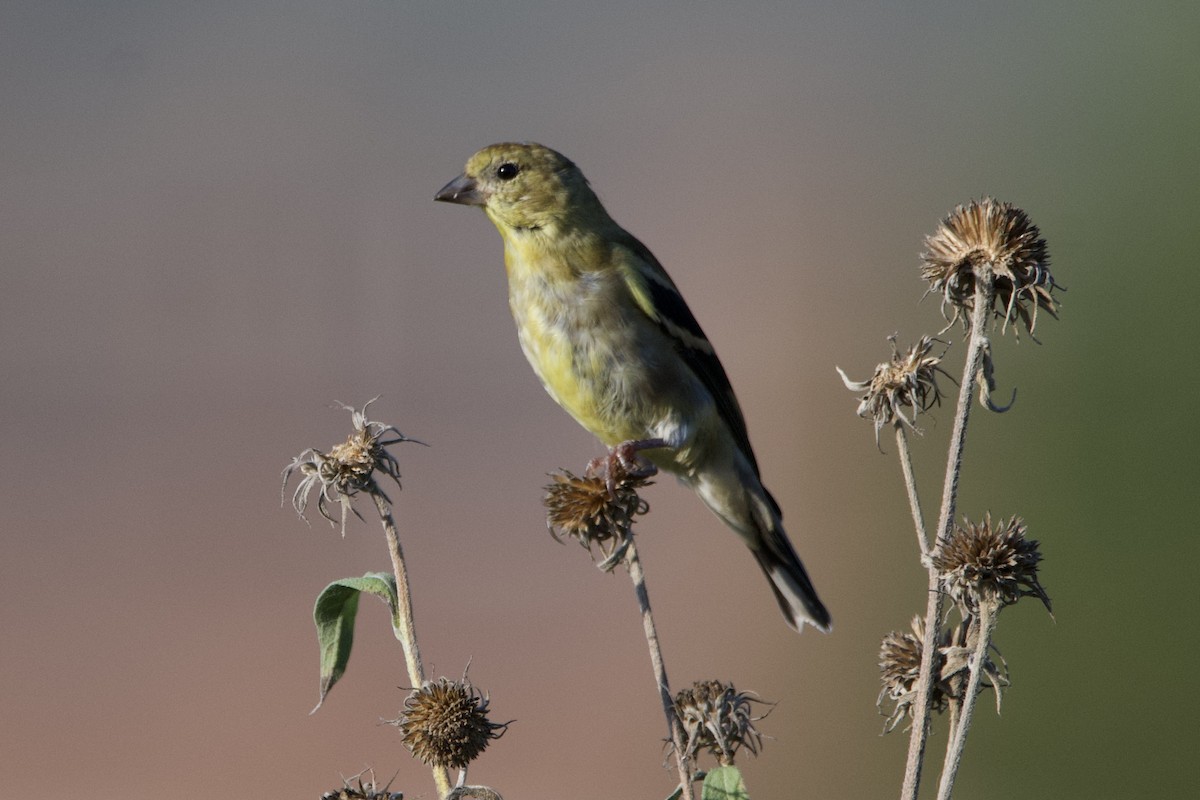 American Goldfinch - ML642884236