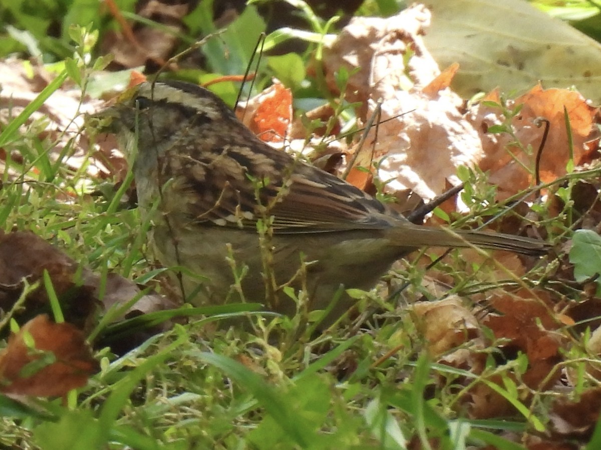 White-throated Sparrow - ML642884238