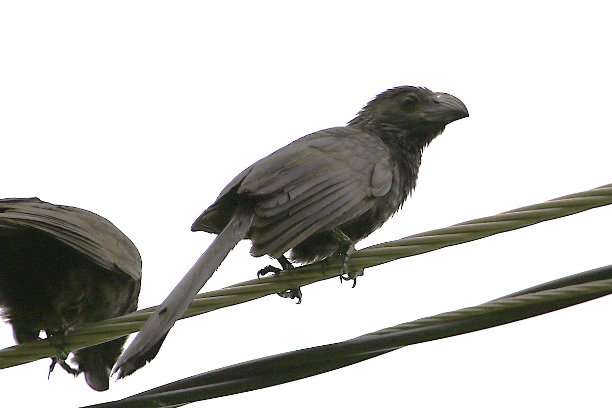 Groove-billed Ani - ML642884239