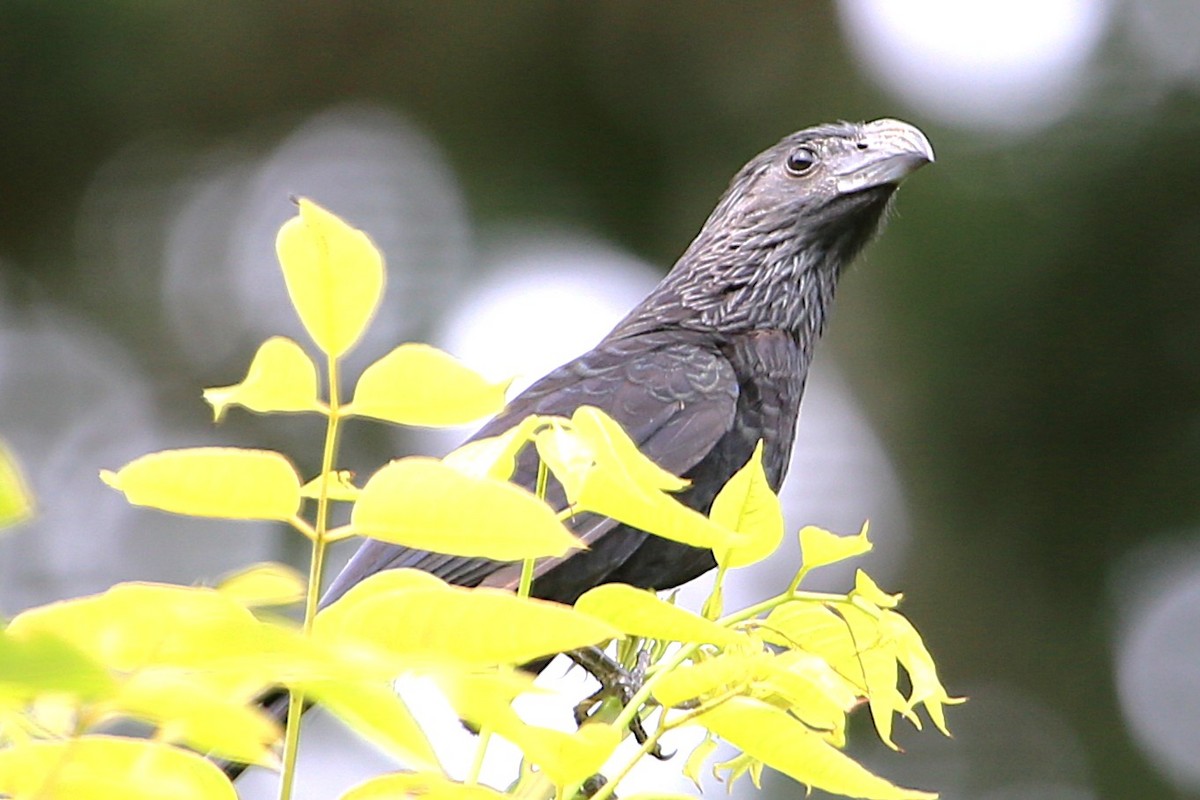 Groove-billed Ani - ML642884240