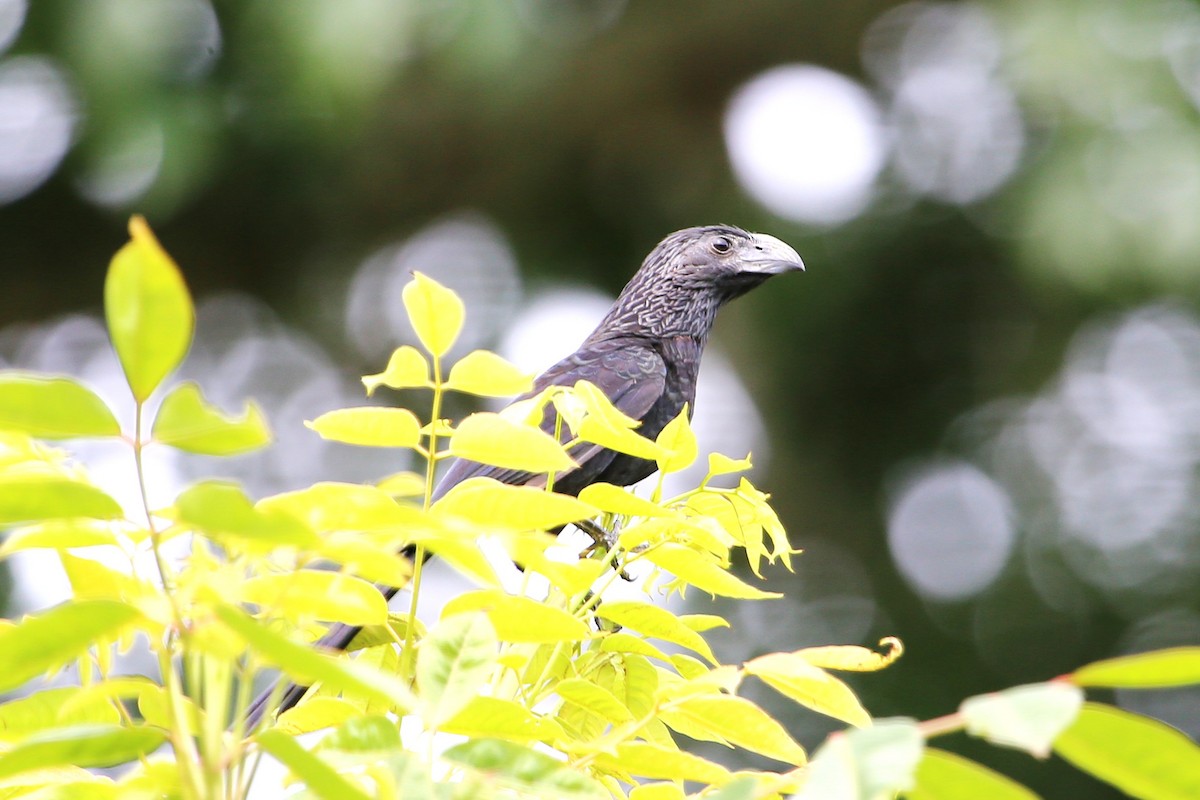 Groove-billed Ani - ML642884241