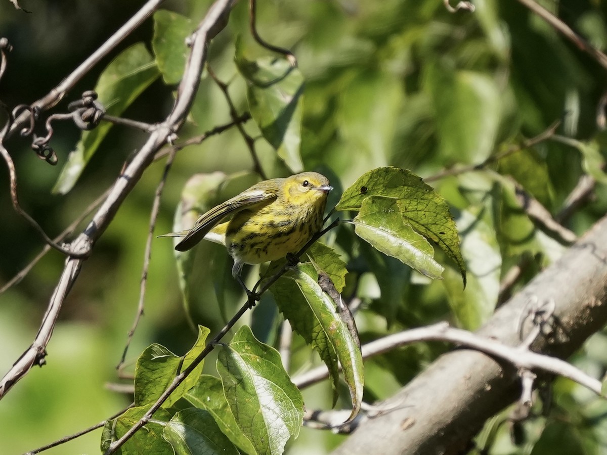 Cape May Warbler - ML642884242