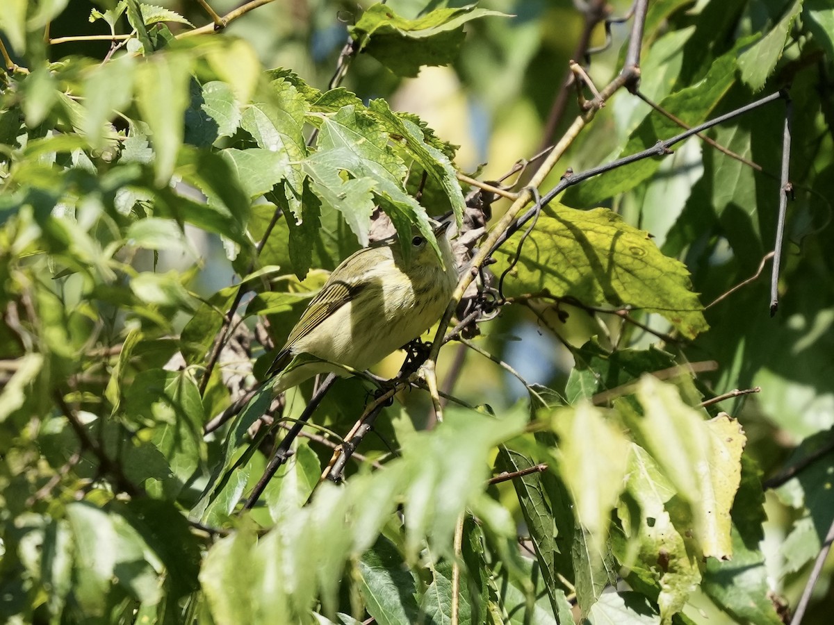 Cape May Warbler - ML642884243