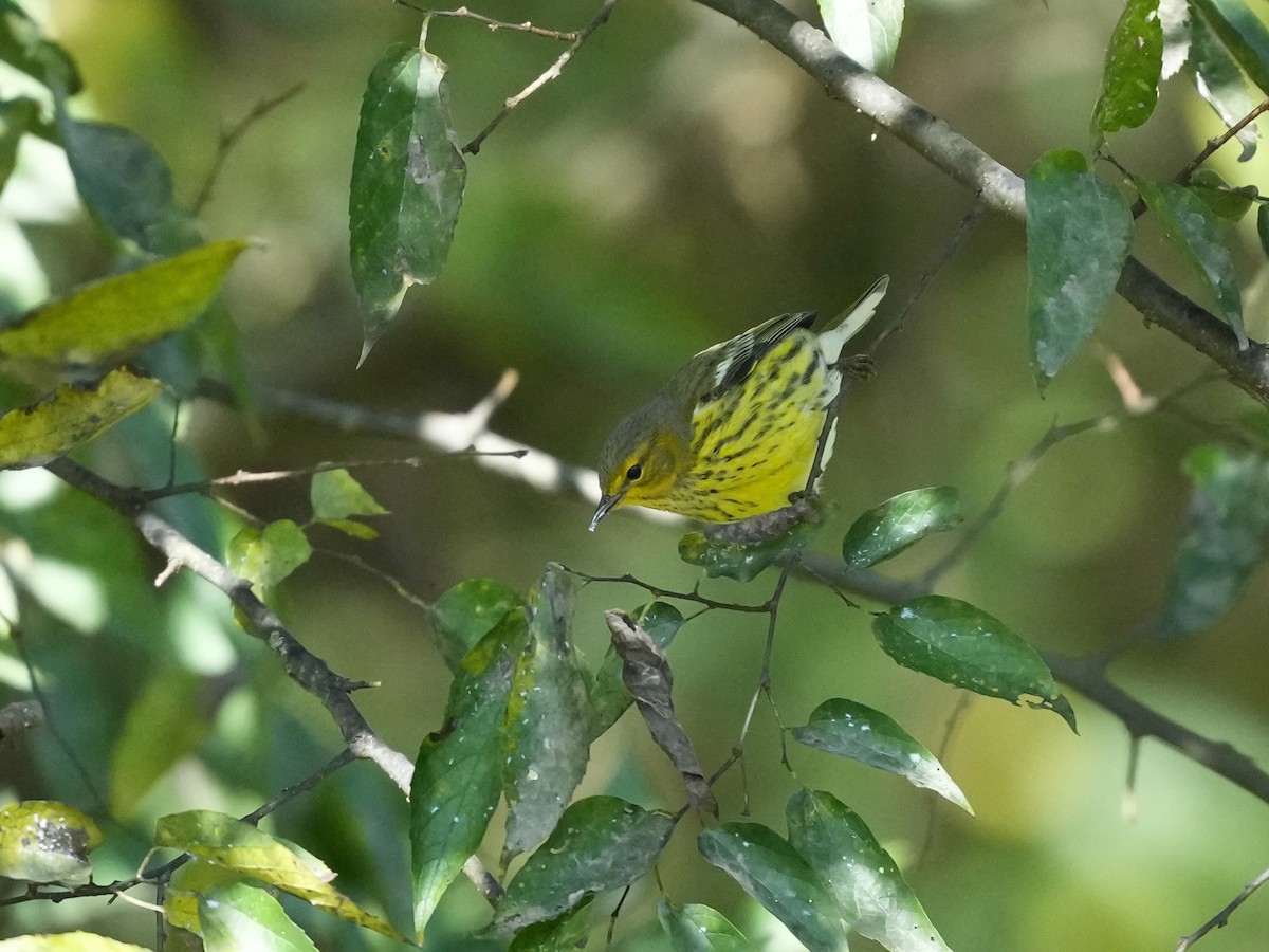 Cape May Warbler - ML642884244