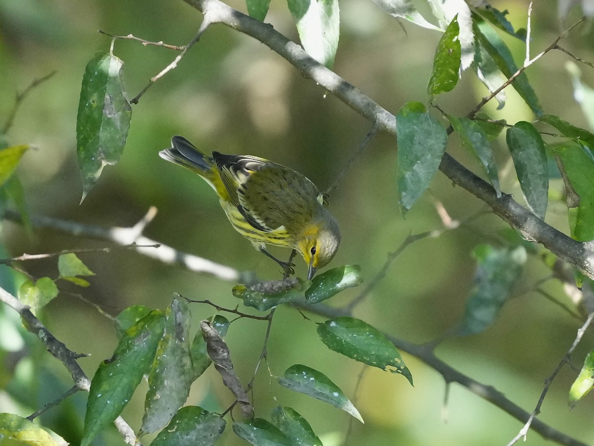 Cape May Warbler - ML642884245