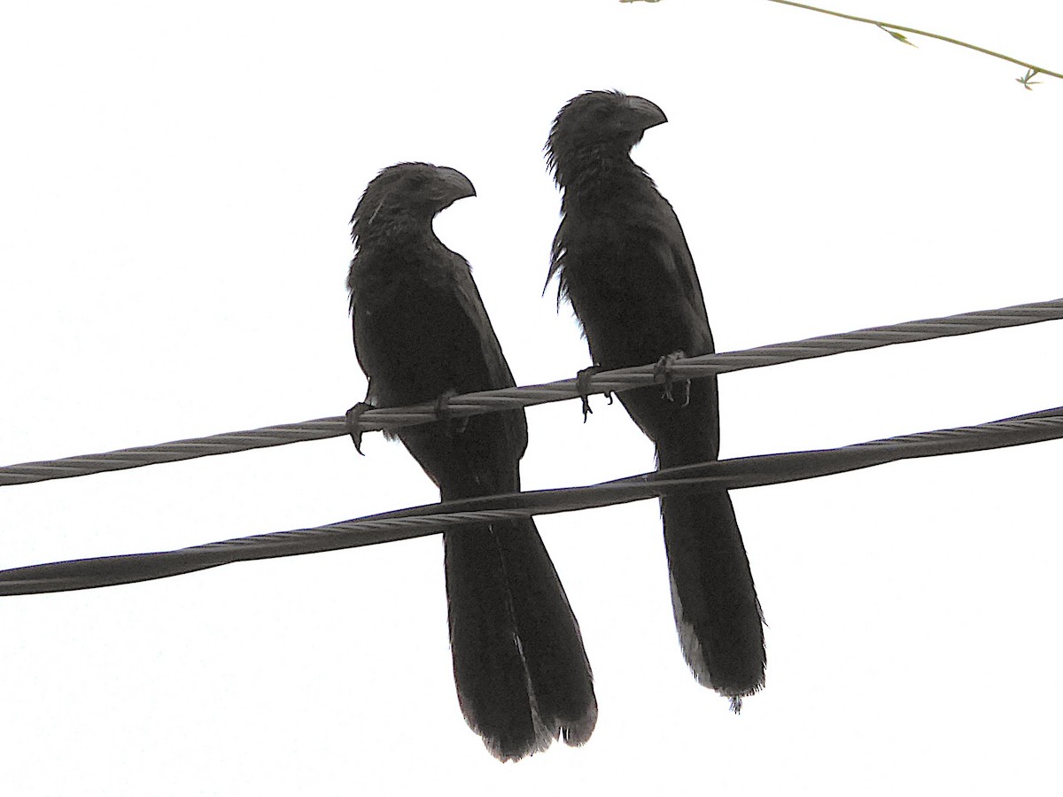 Groove-billed Ani - ML642884246