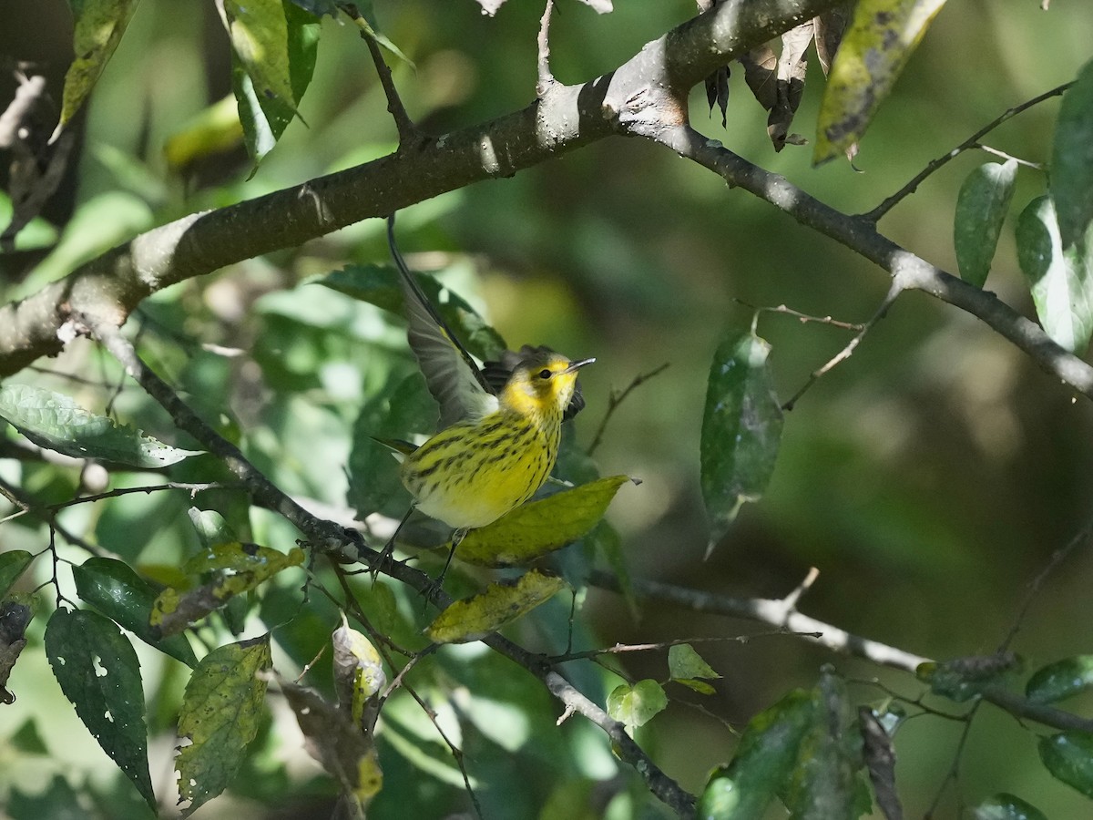 Cape May Warbler - ML642884247