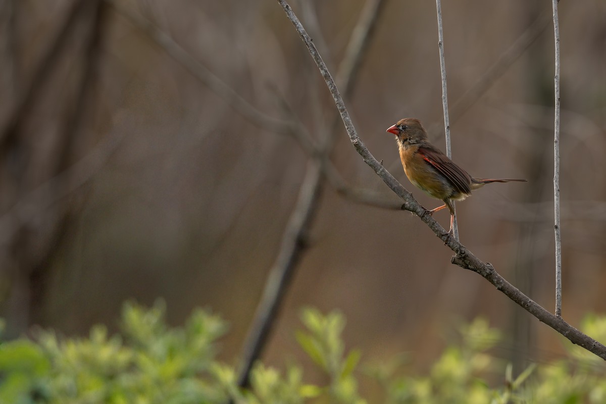 Northern Cardinal - ML642884248