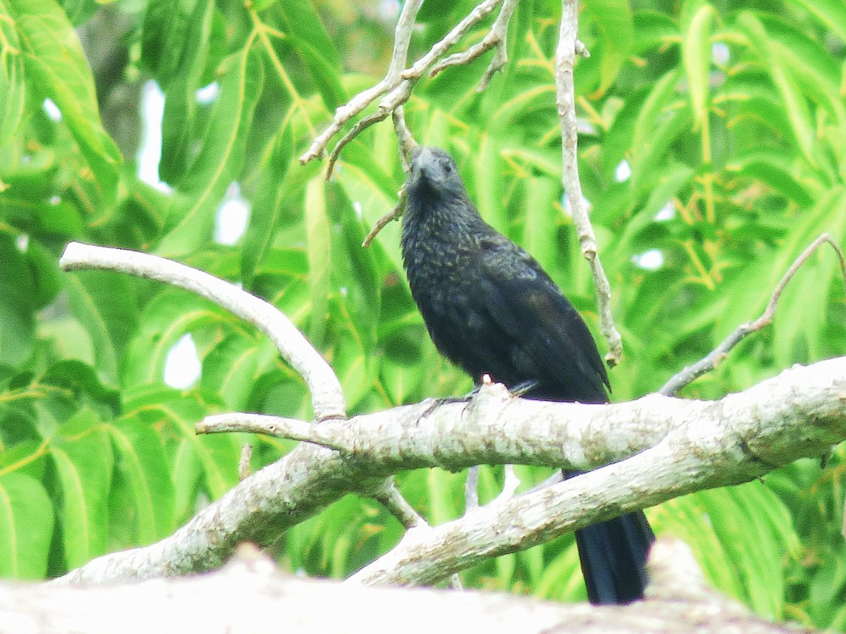 Groove-billed Ani - ML642884250
