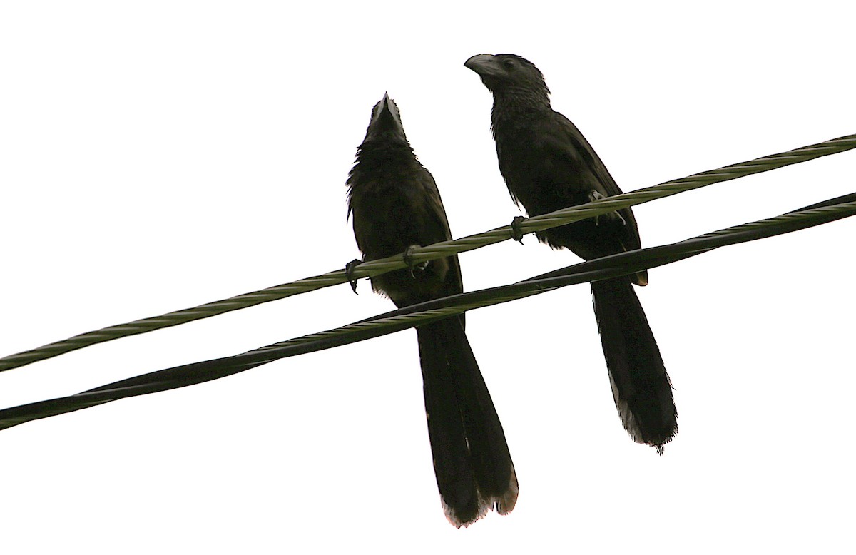 Groove-billed Ani - ML642884251