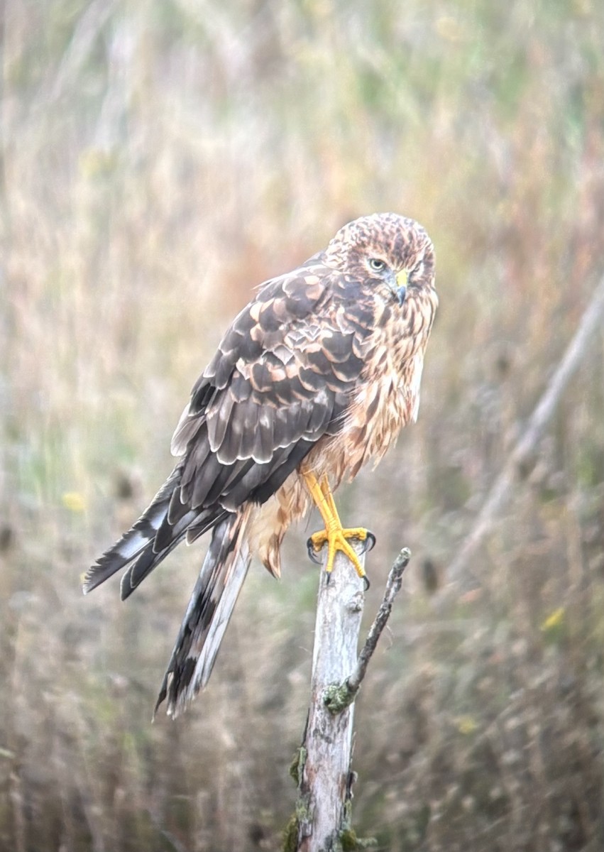 Northern Harrier - ML642884252